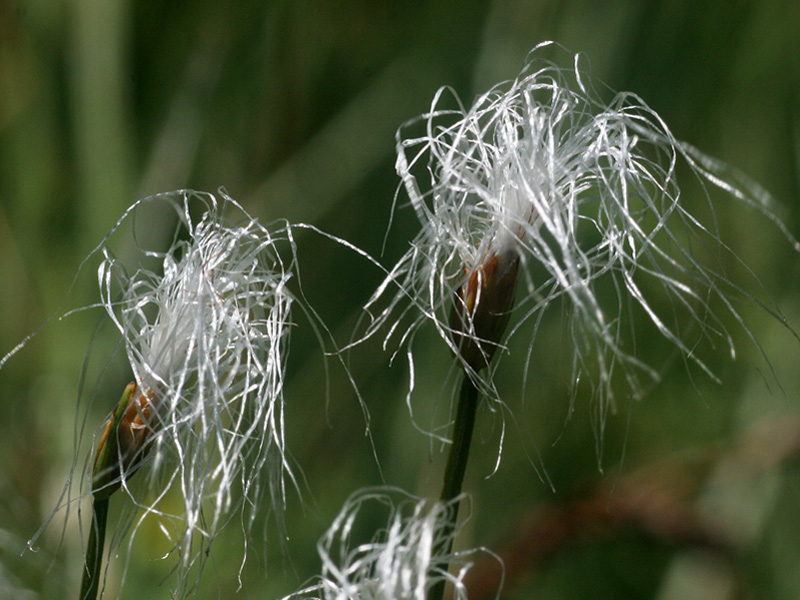 Trichophorum alpinum / Tricoforo alpino